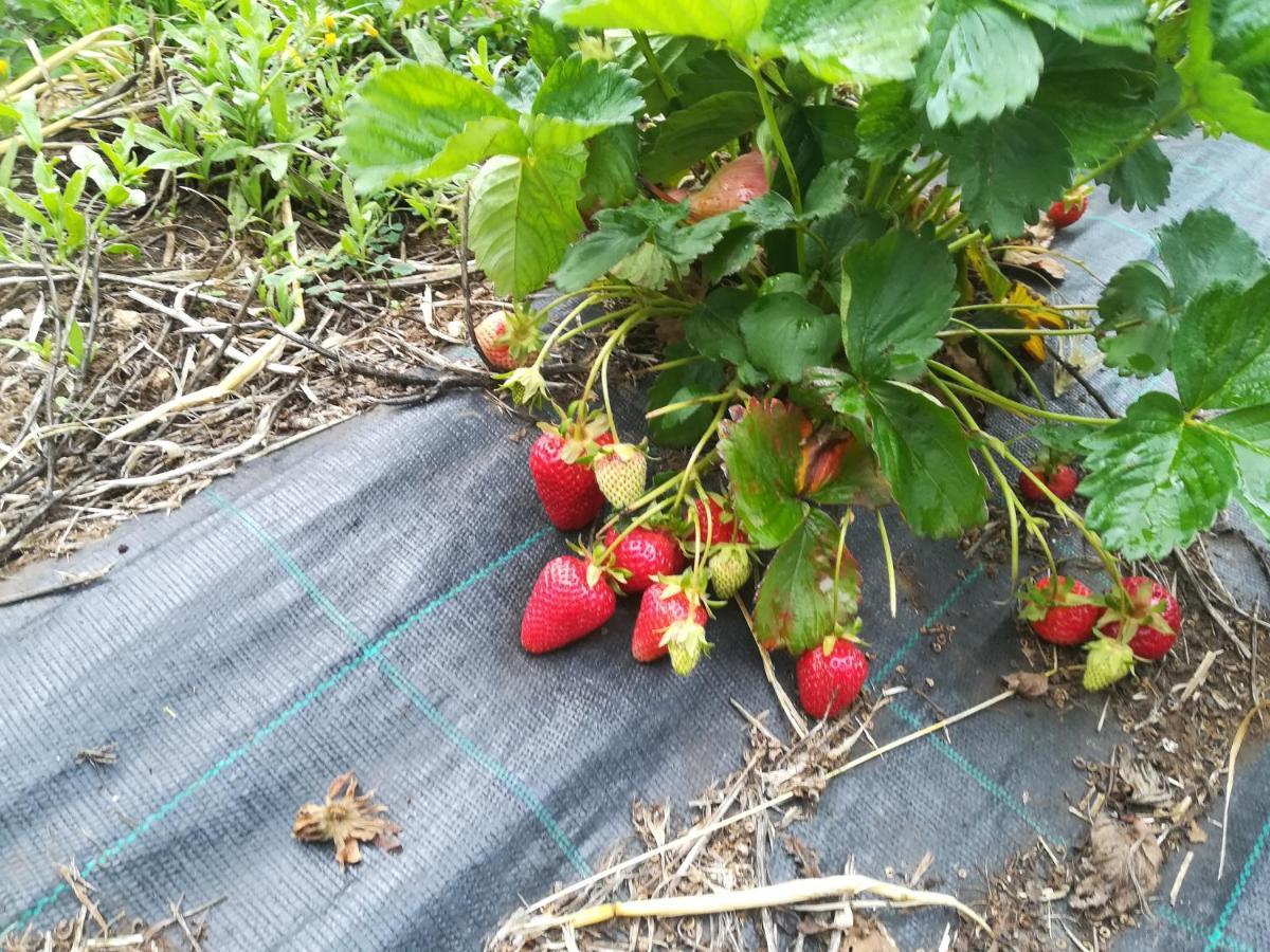 Tenuta Tedone Consolini Villa Ruvo di Puglia Ngoại thất bức ảnh
